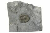 Wide Eldredgeops Trilobite Fossil - Silica Shale, Ohio #191143-1